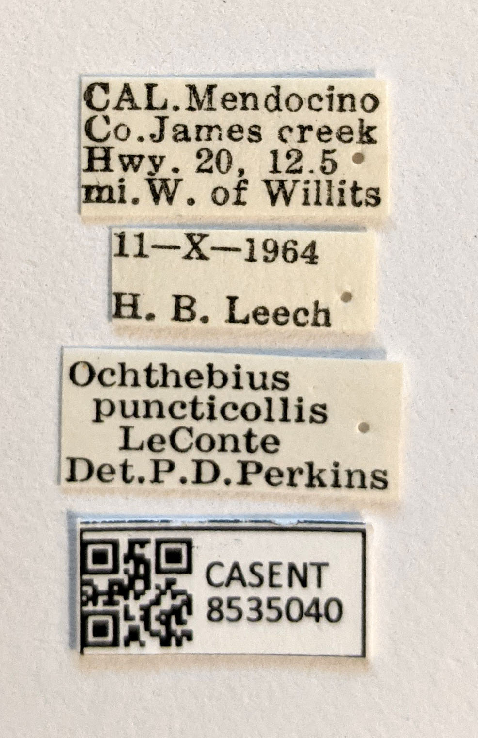 Ochthebius (Asiobates) image