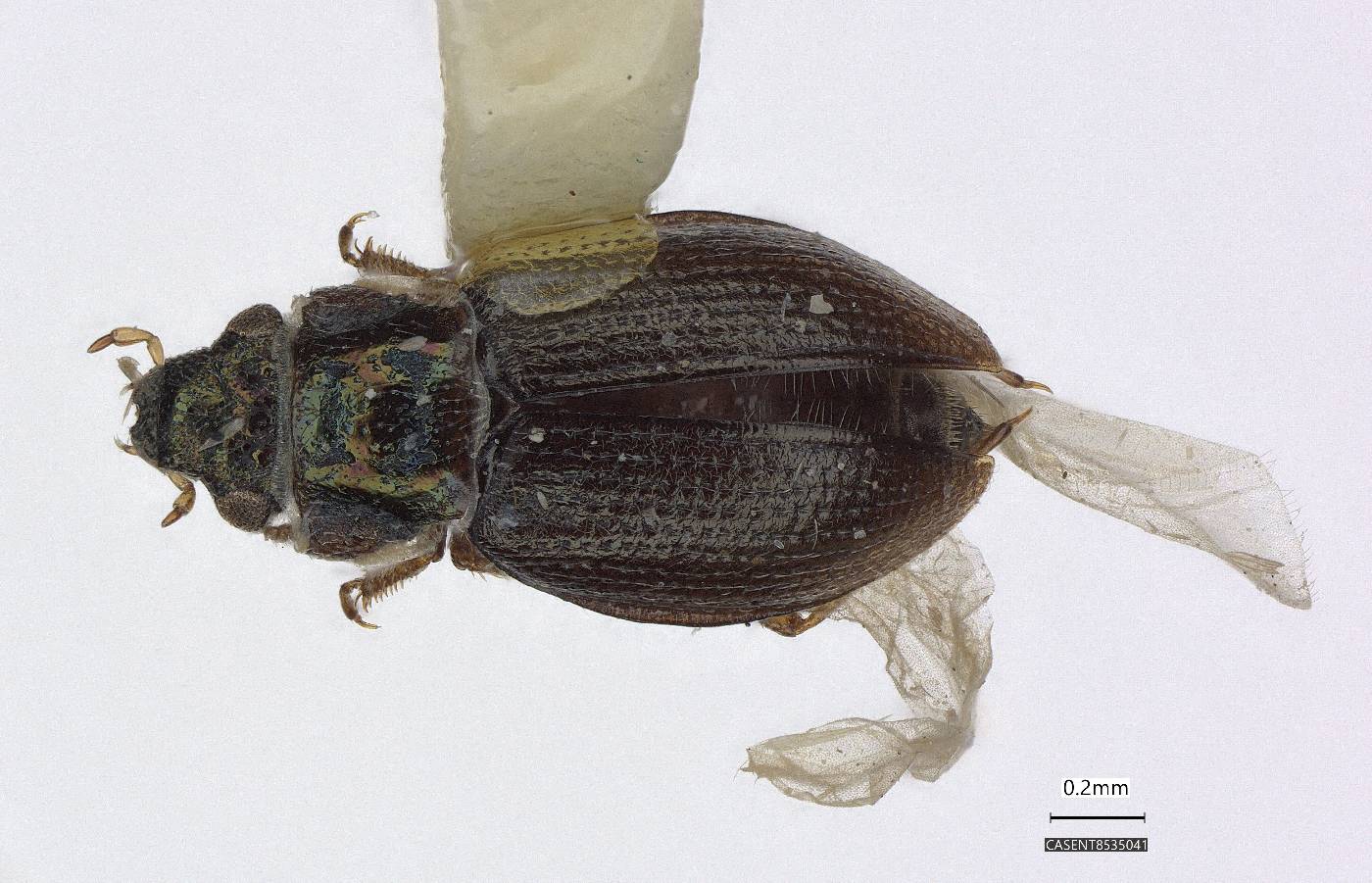 Ochthebius gruwelli image