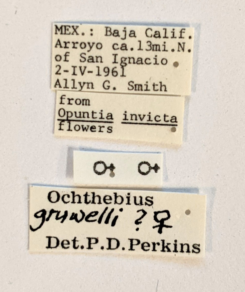 Ochthebius gruwelli image