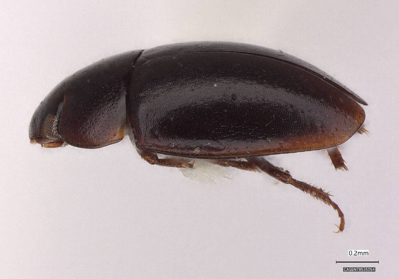 Limnebius alutaceus image