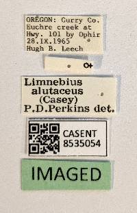 Limnebius alutaceus image