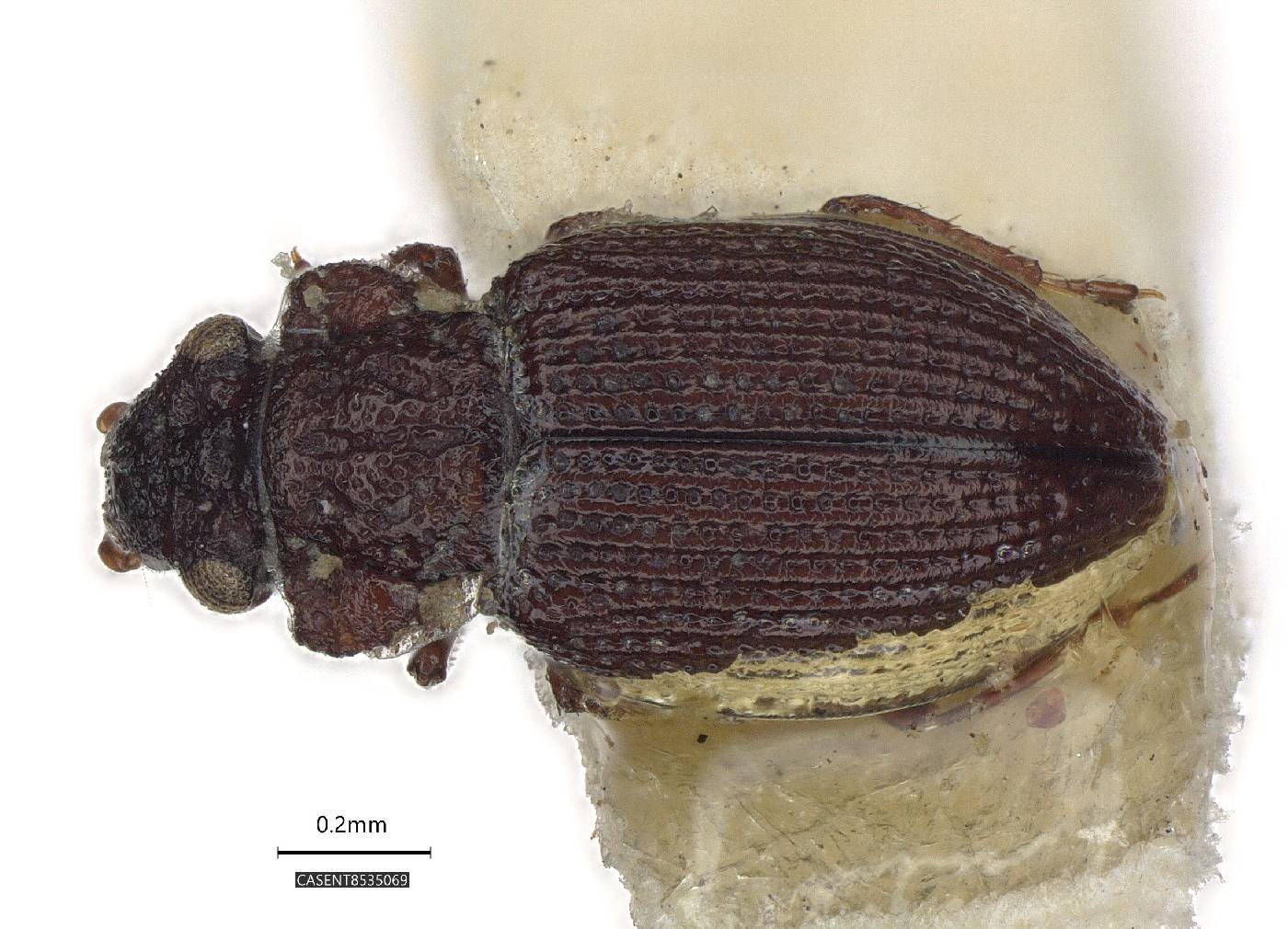 Ochthebius costipennis image