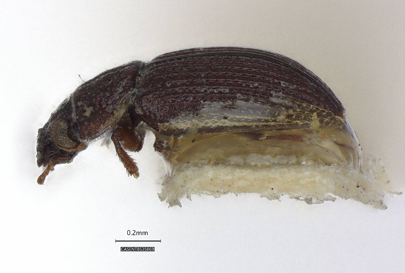 Ochthebius costipennis image