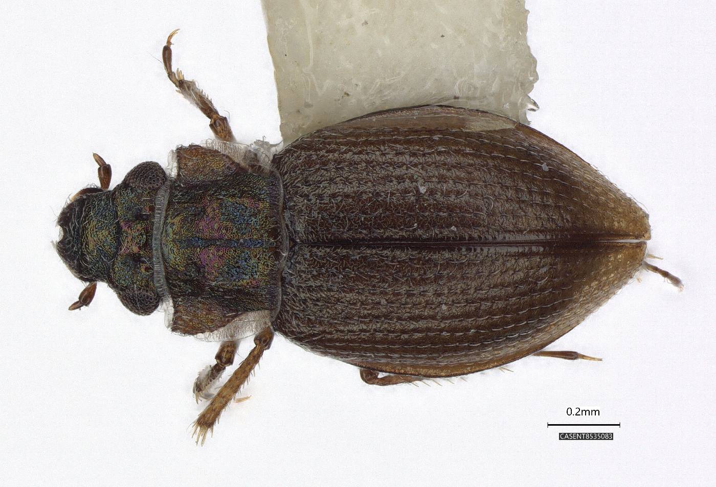 Ochthebius bisinuatus image