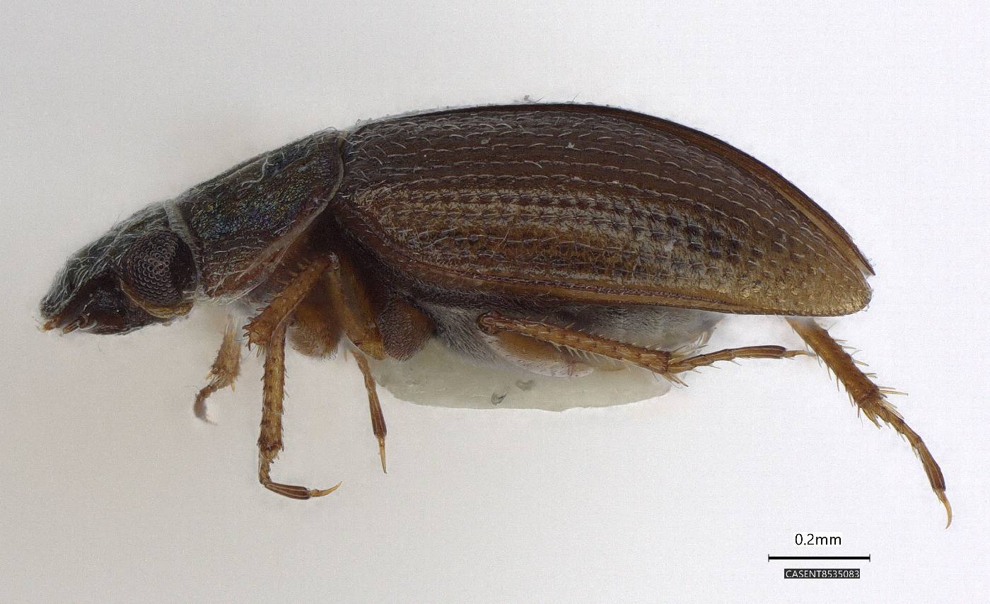 Ochthebius bisinuatus image
