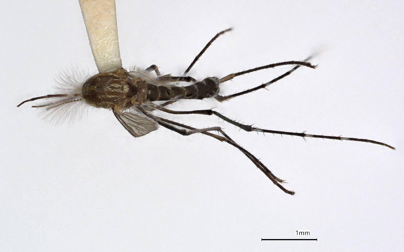 Aedes saipanensis image