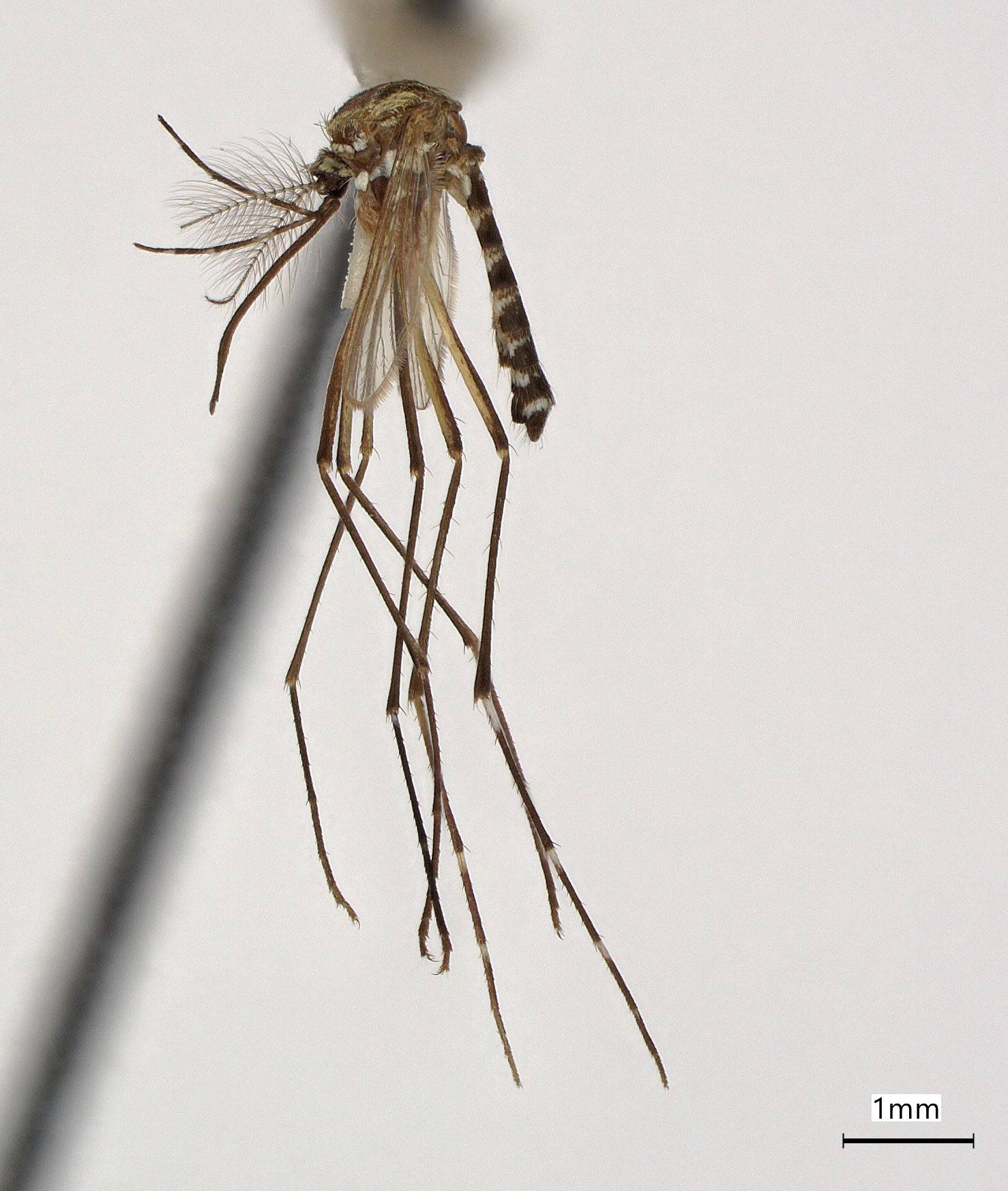 Aedes saipanensis image