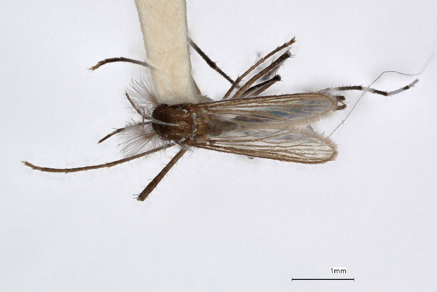 Aedes scutellaris image