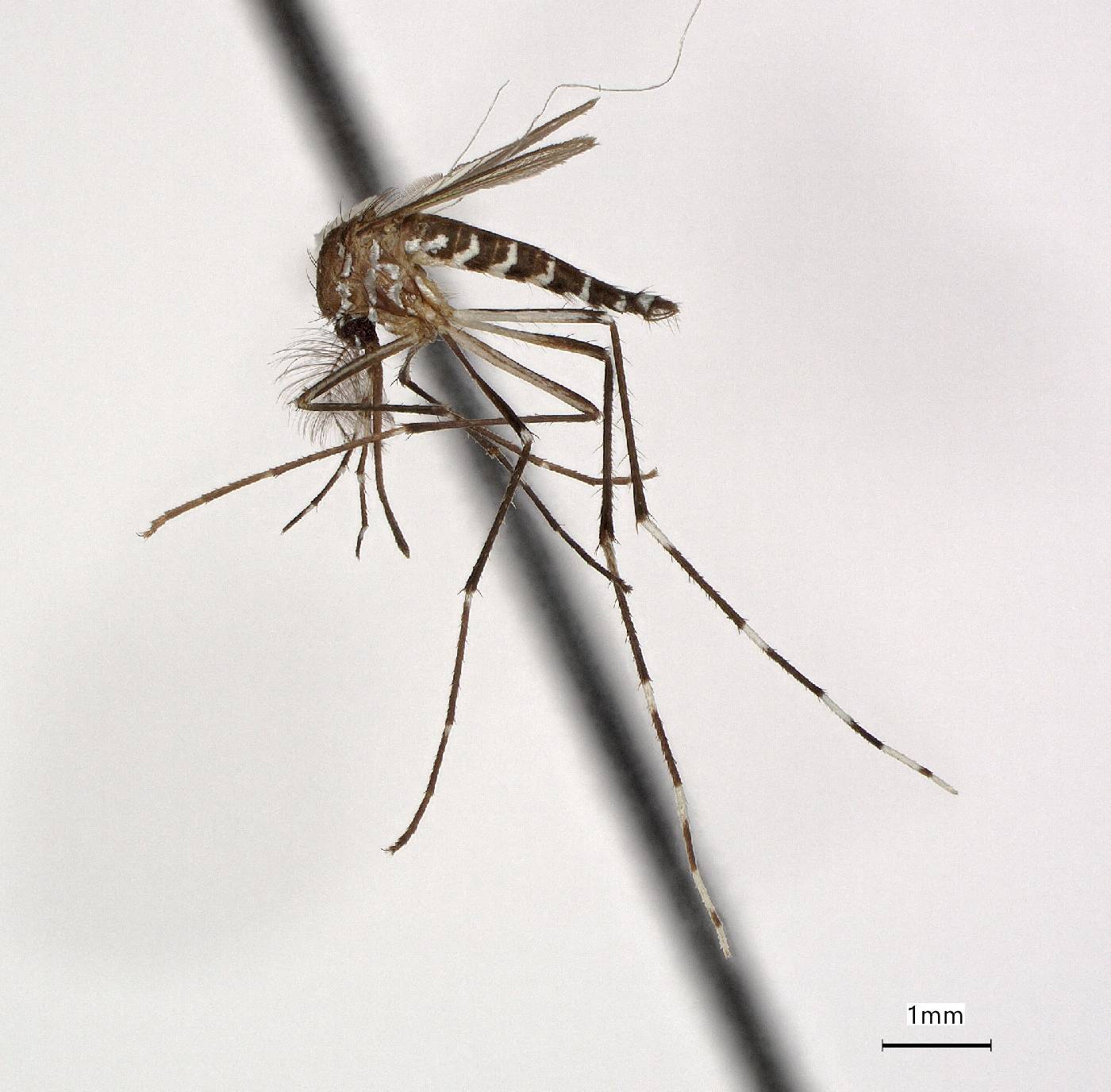 Aedes scutellaris image
