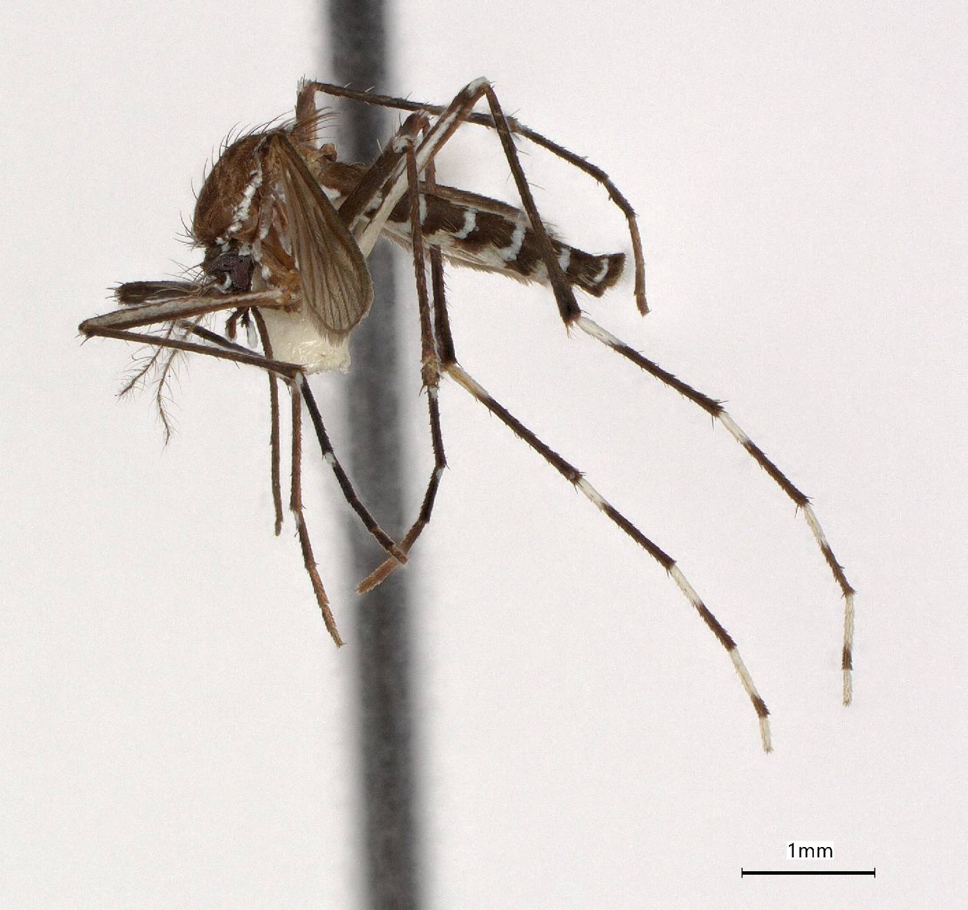 Aedes scutellaris image