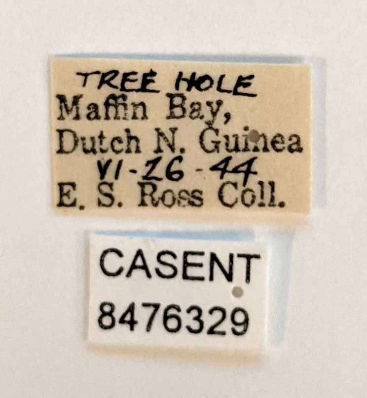 Aedes scutellaris image