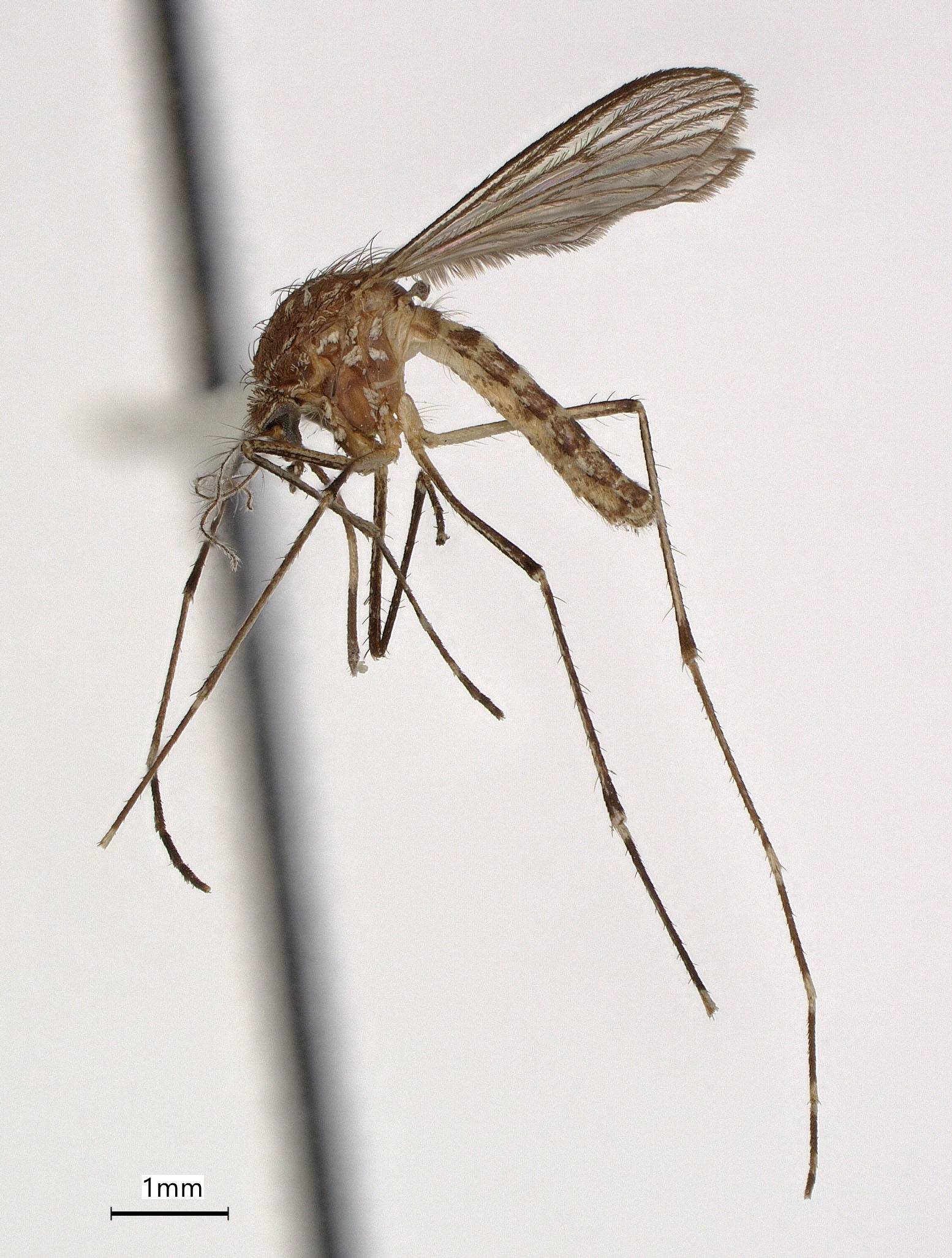 Aedes sierrensis image