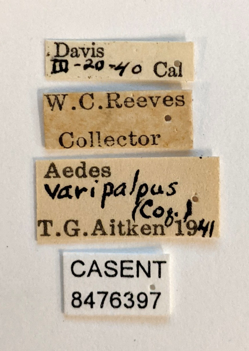 Aedes sierrensis image