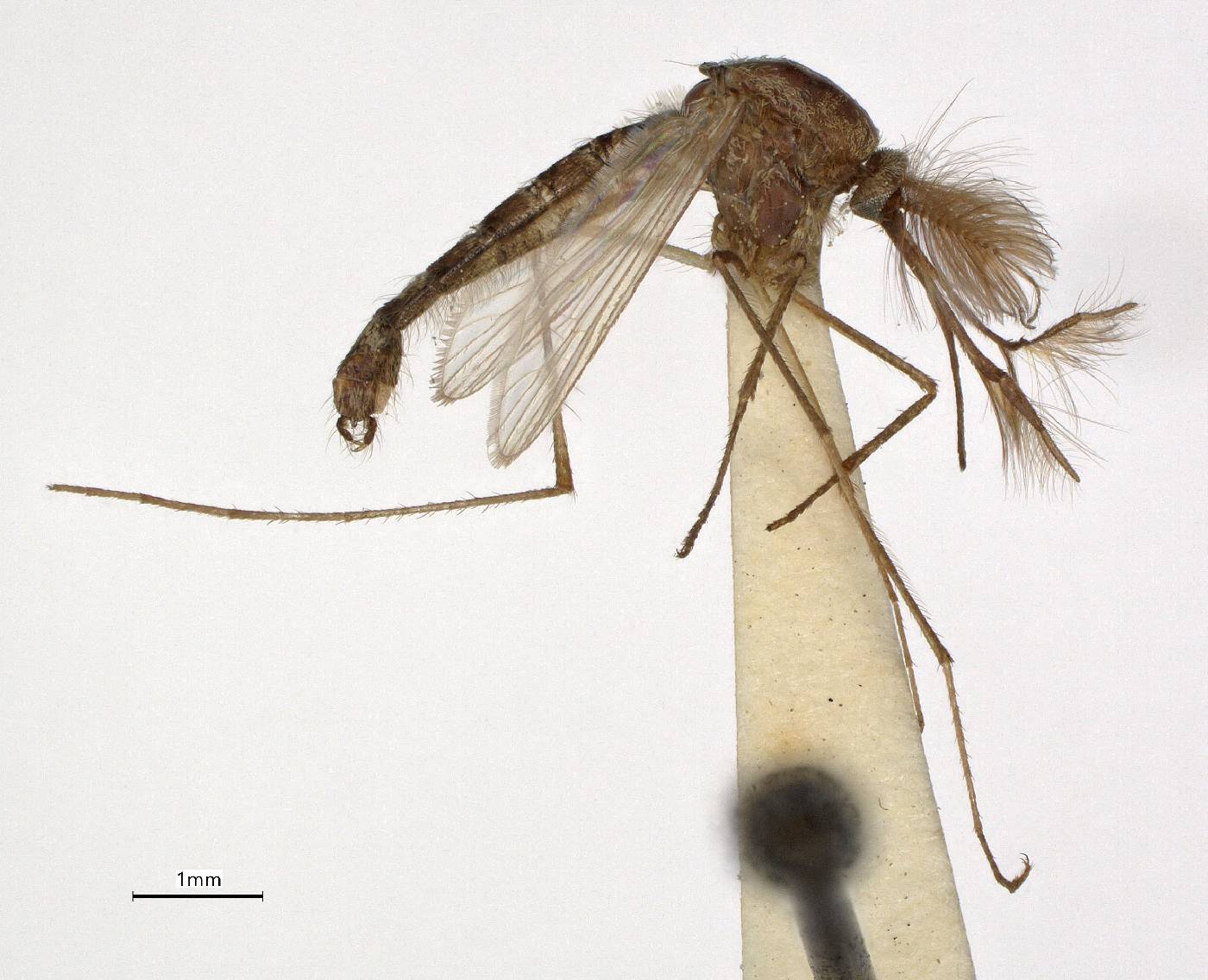 Aedes thelcter image