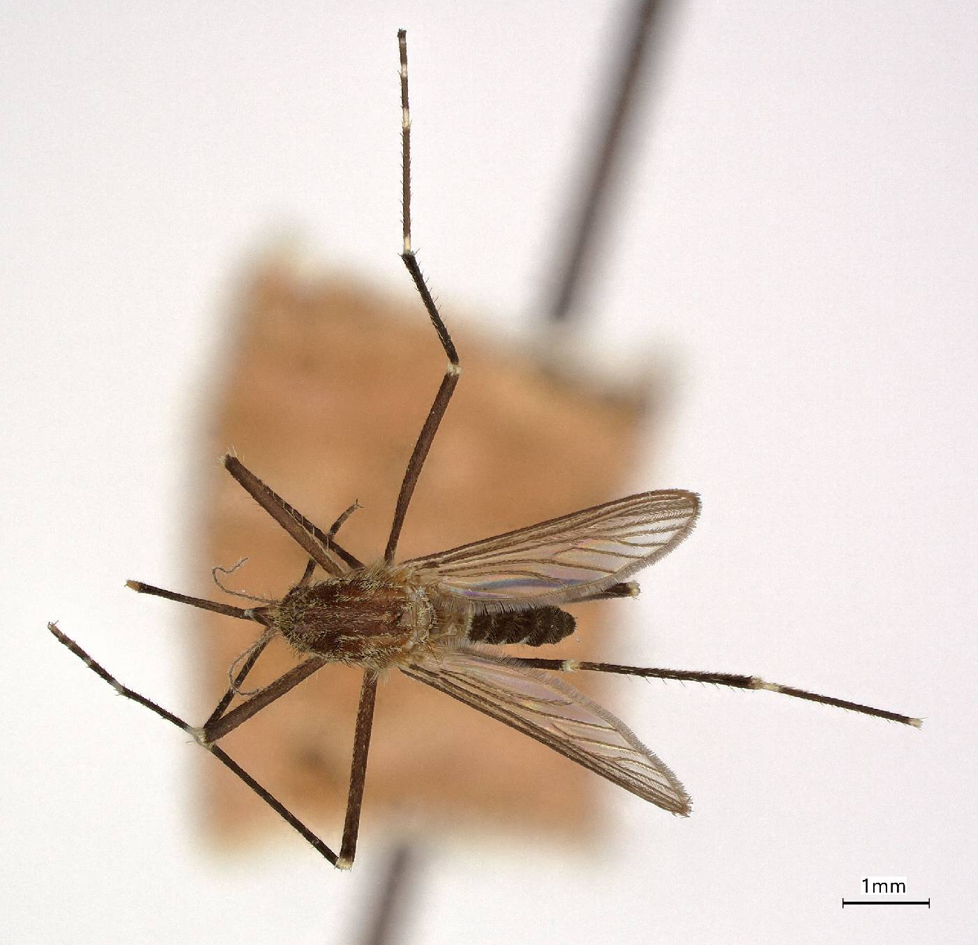 Aedes togoi image
