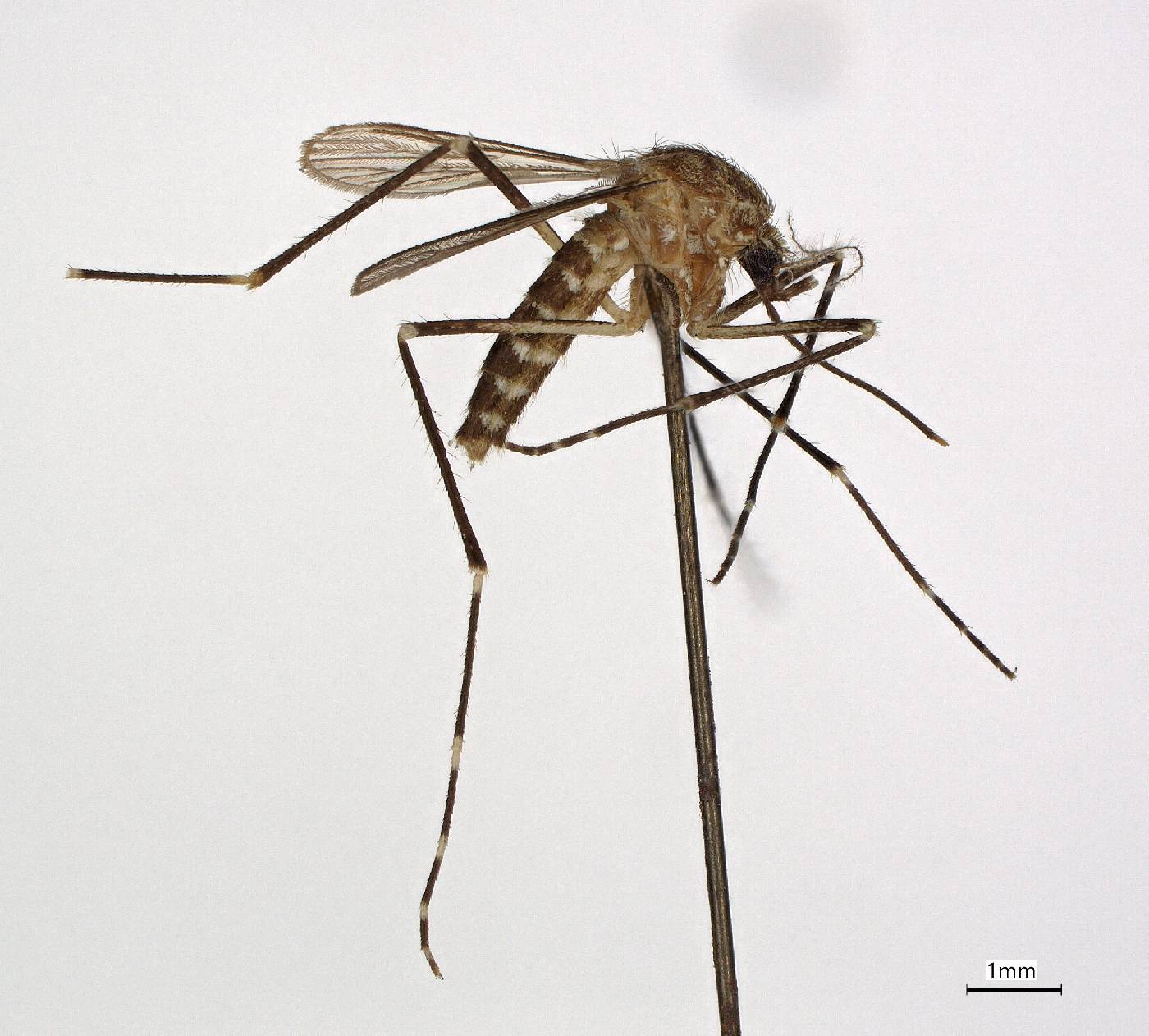 Aedes togoi image