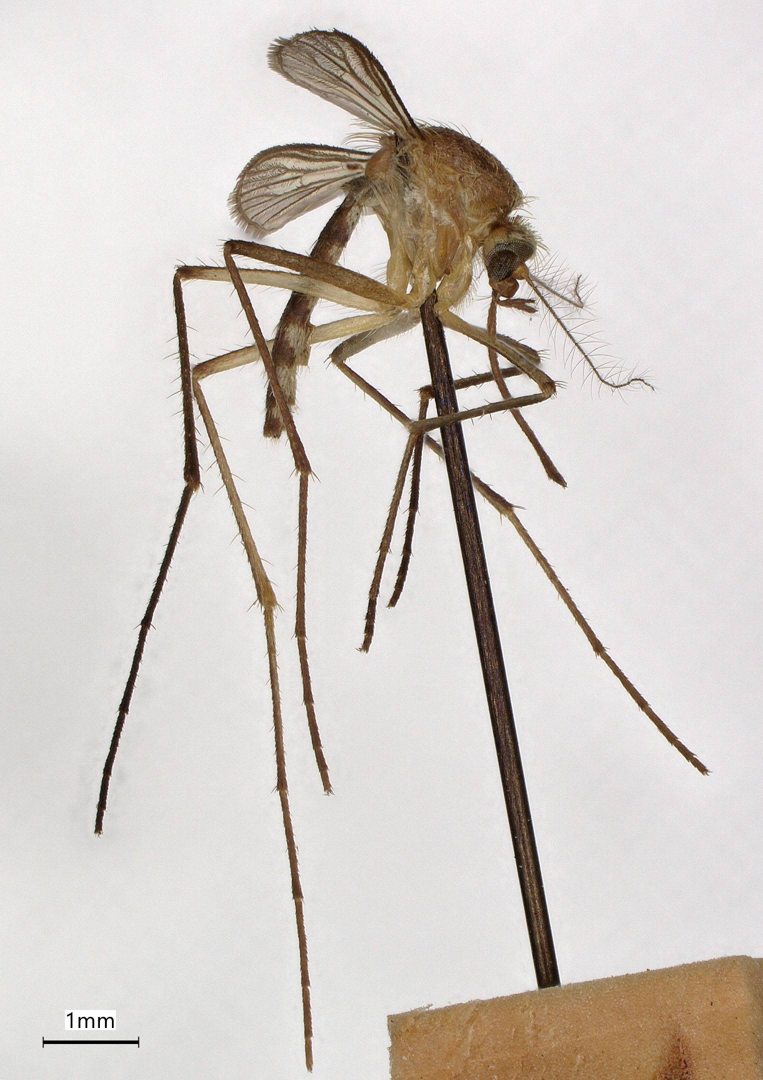 Aedes tormentor image