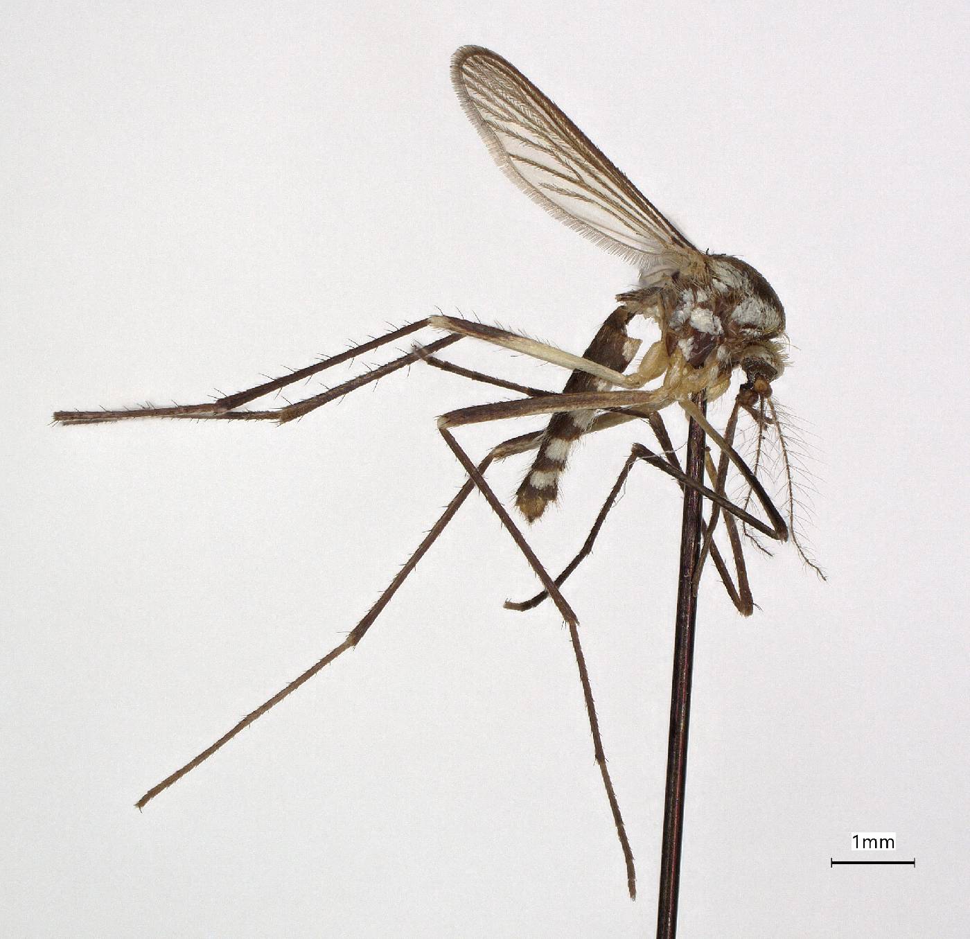 Aedes triseriatus image