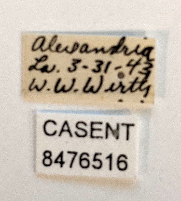 Aedes triseriatus image