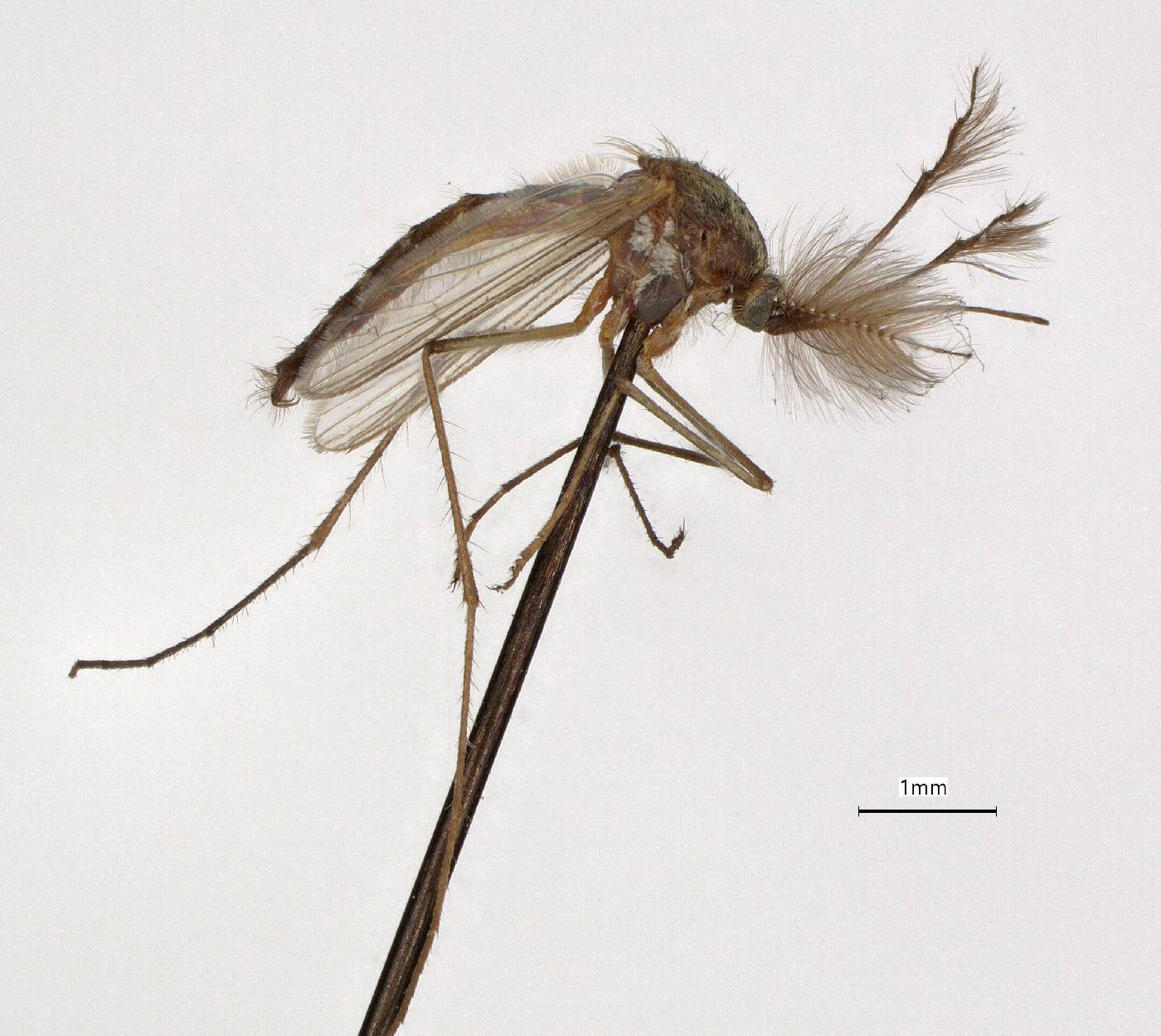 Aedes trivittatus image