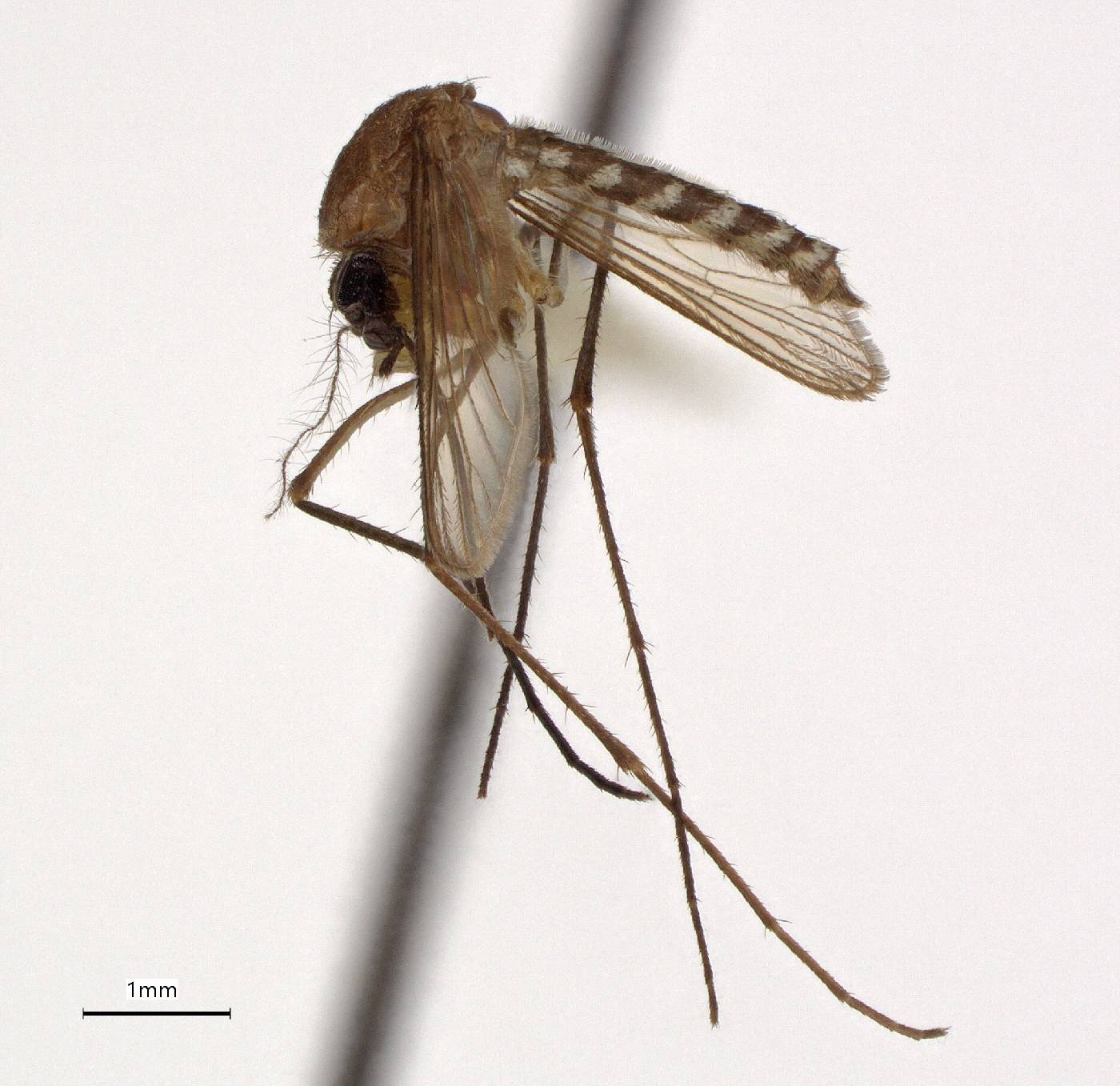 Aedes uncus image
