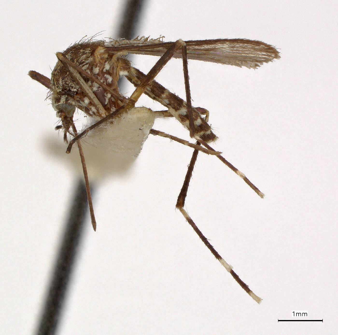 Aedes varipalpus image