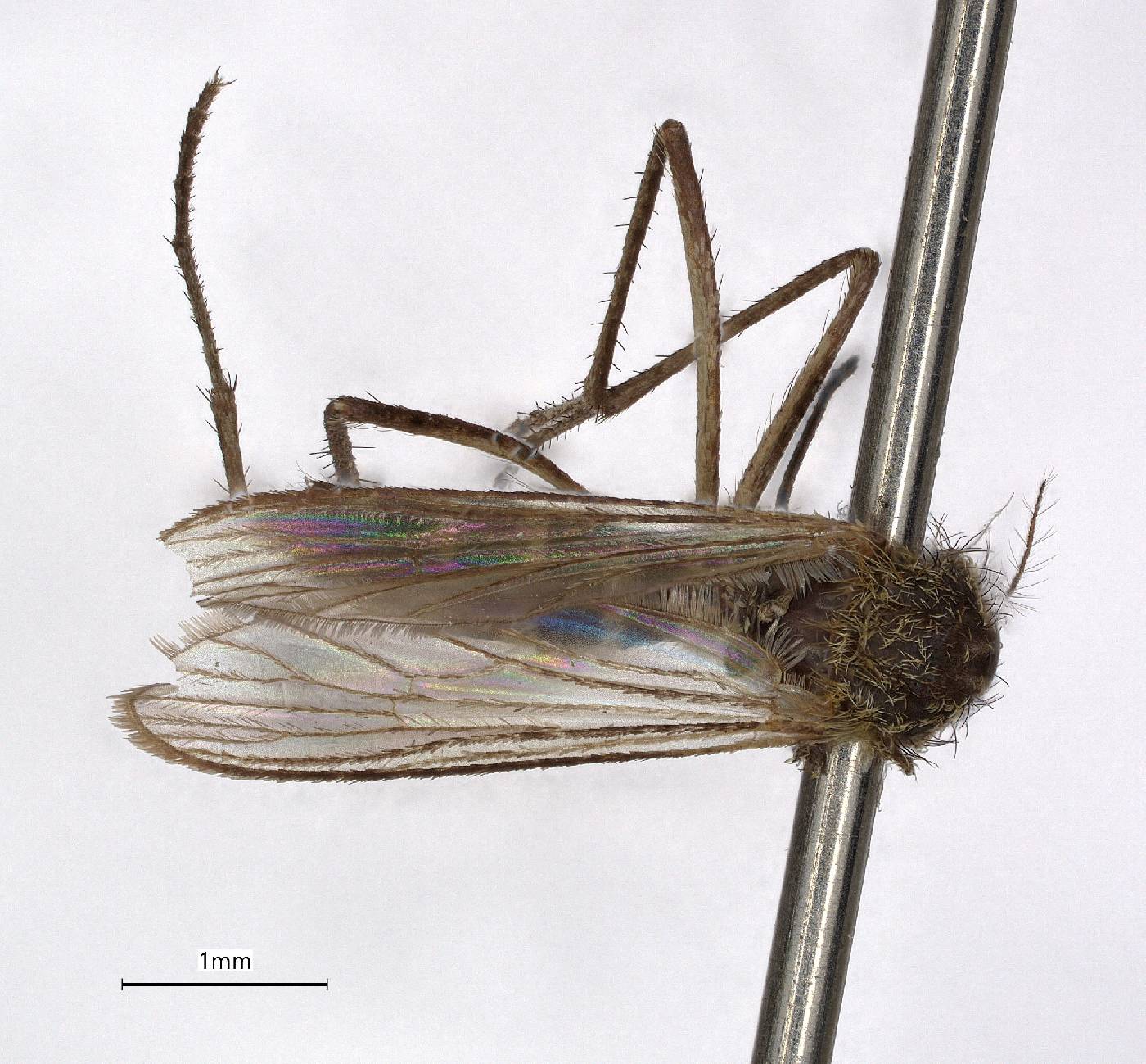 Aedes ventrovittis image