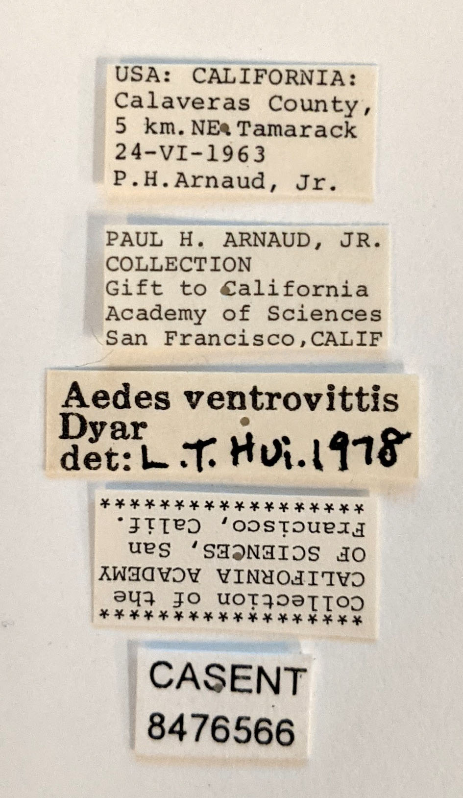 Aedes ventrovittis image