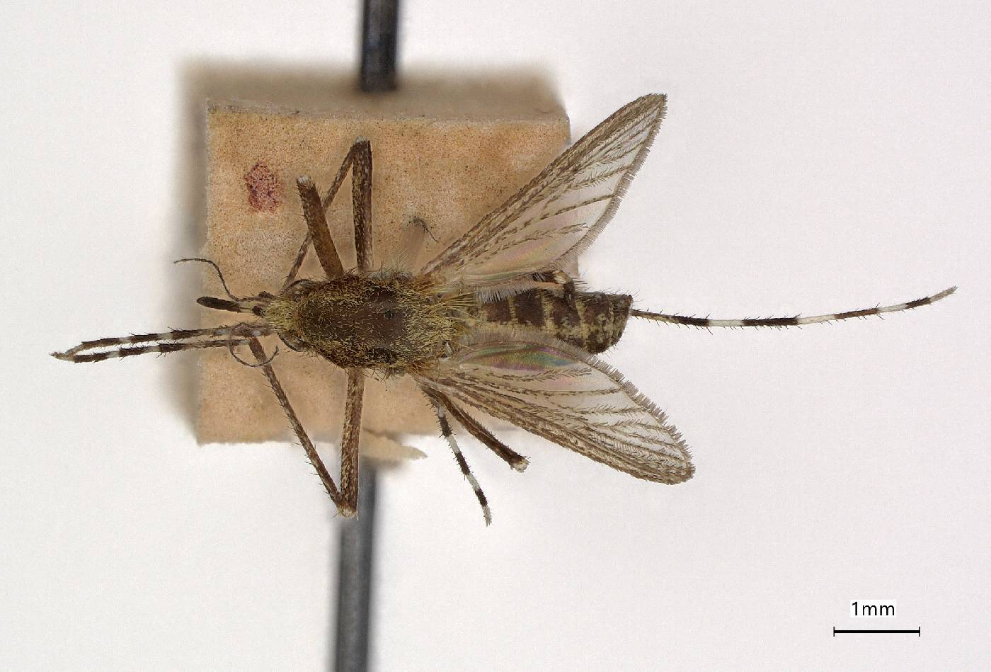 Aedes sollicitans image
