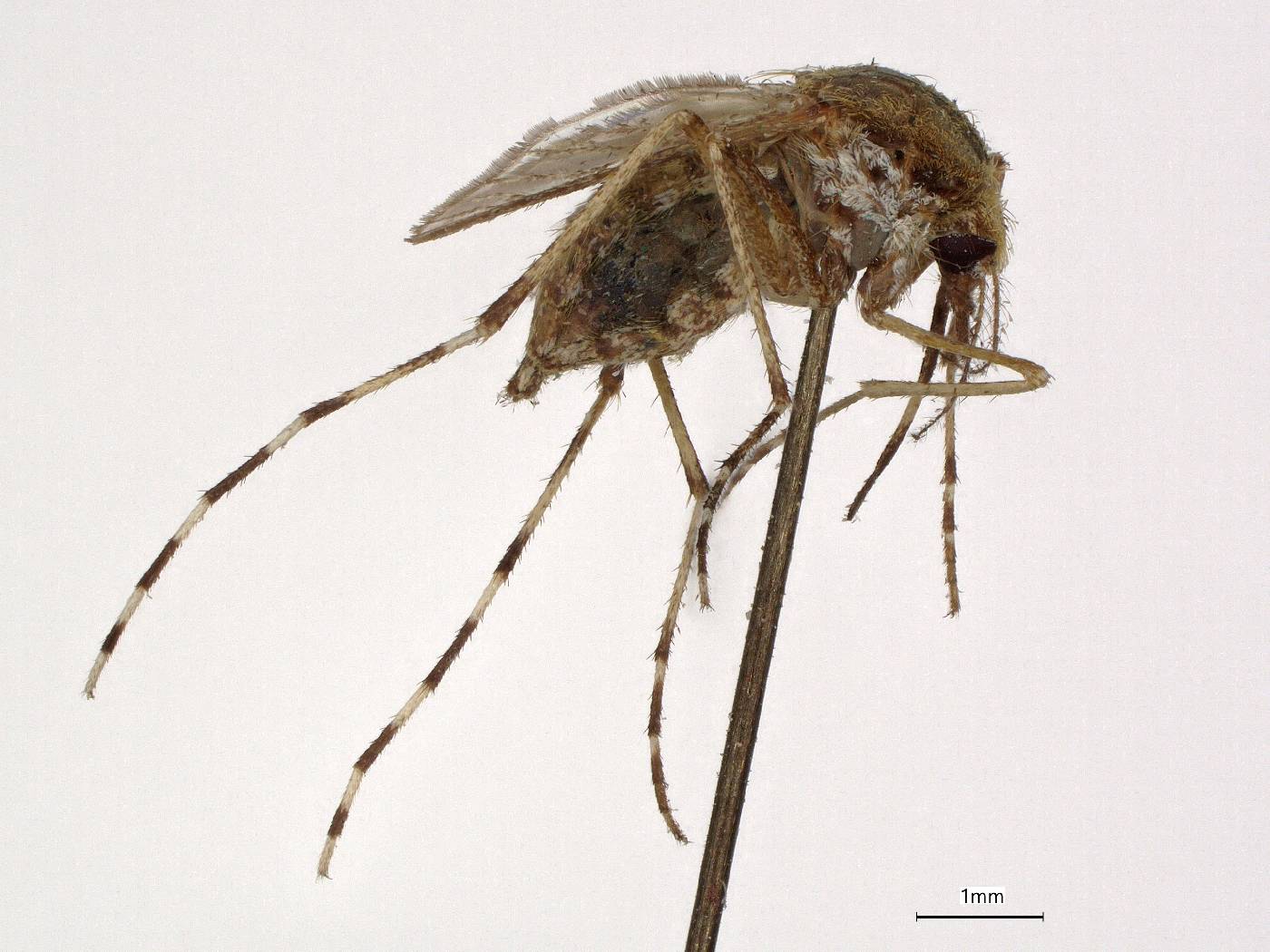 Aedes sollicitans image