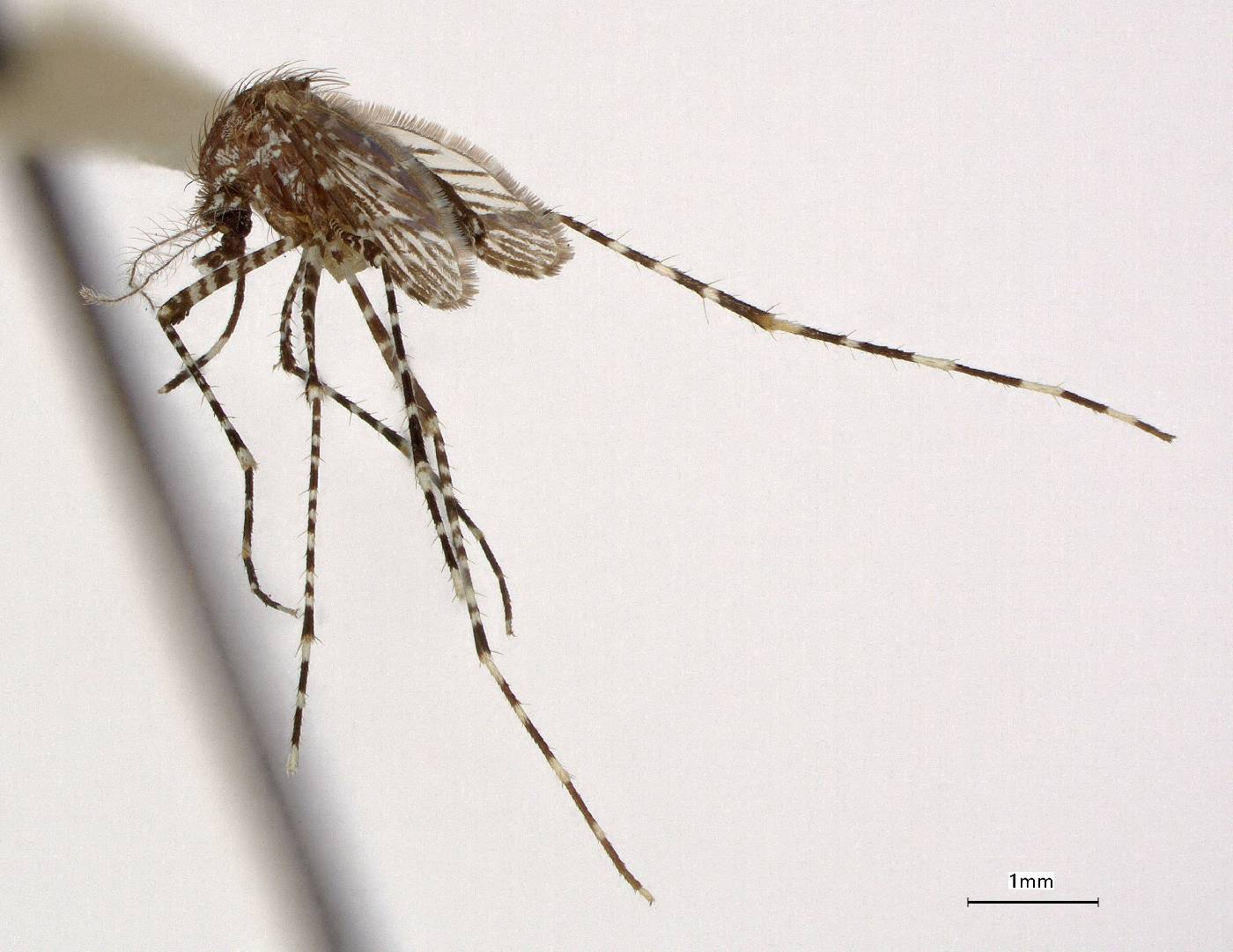 Aedes sorsogonensis image