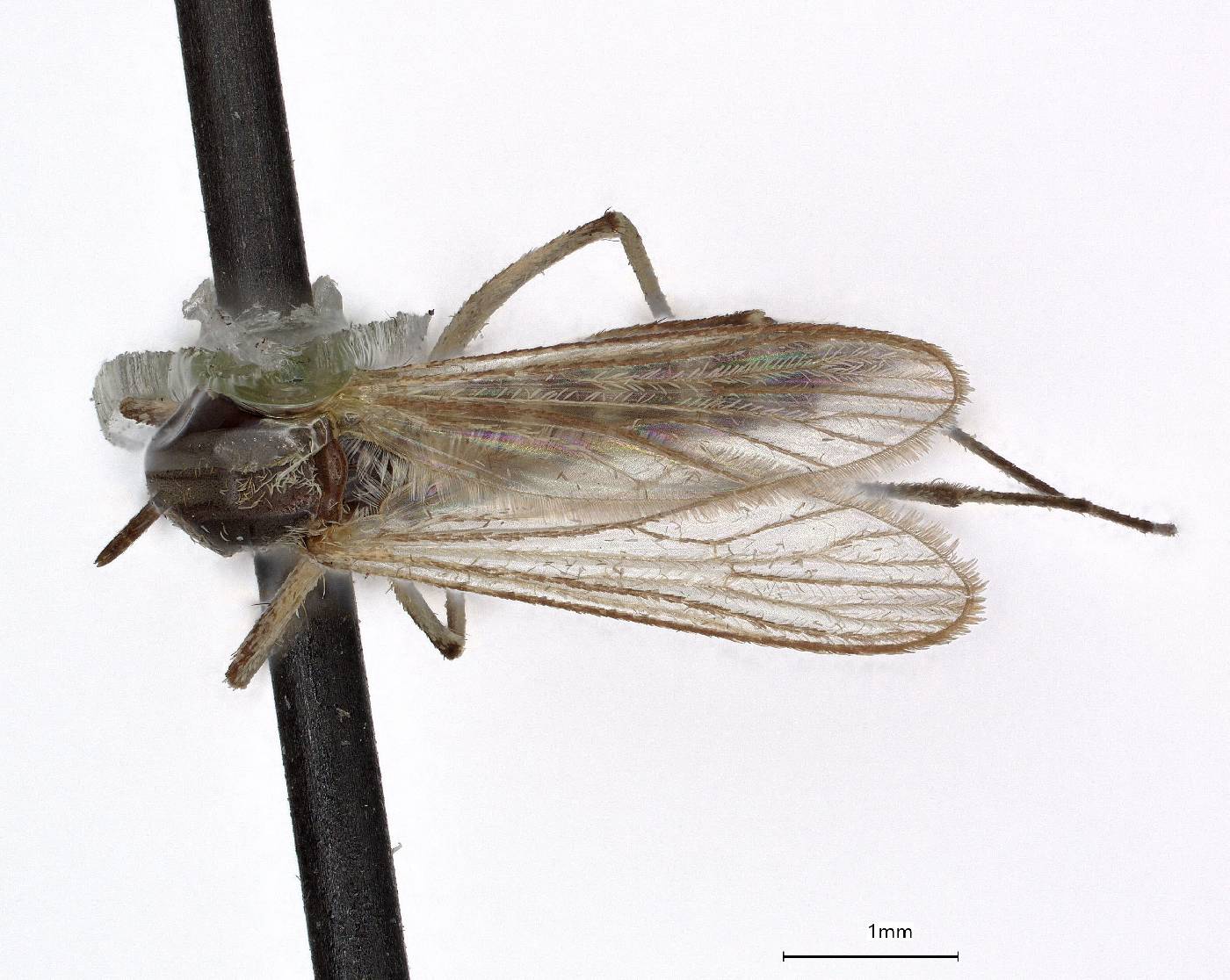 Aedes spencerii image