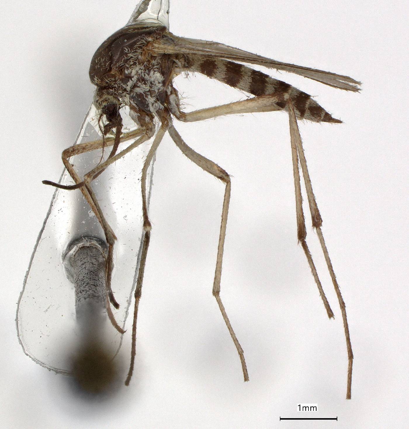 Aedes spencerii image
