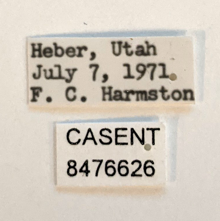 Aedes spencerii image