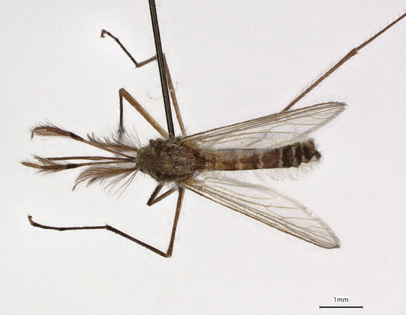 Aedes stictus image