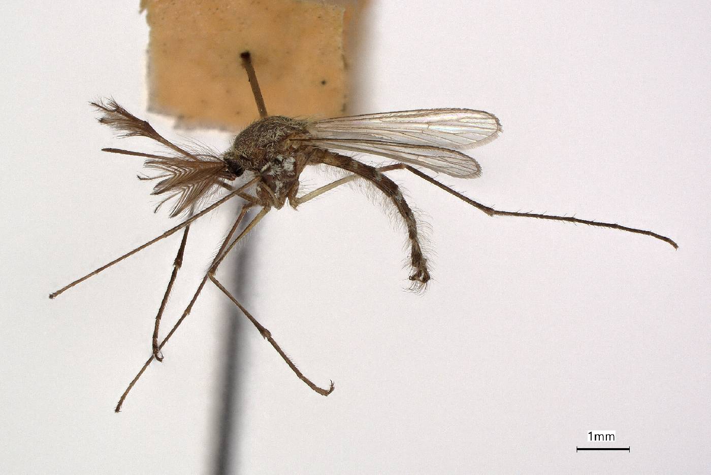 Aedes stictus image