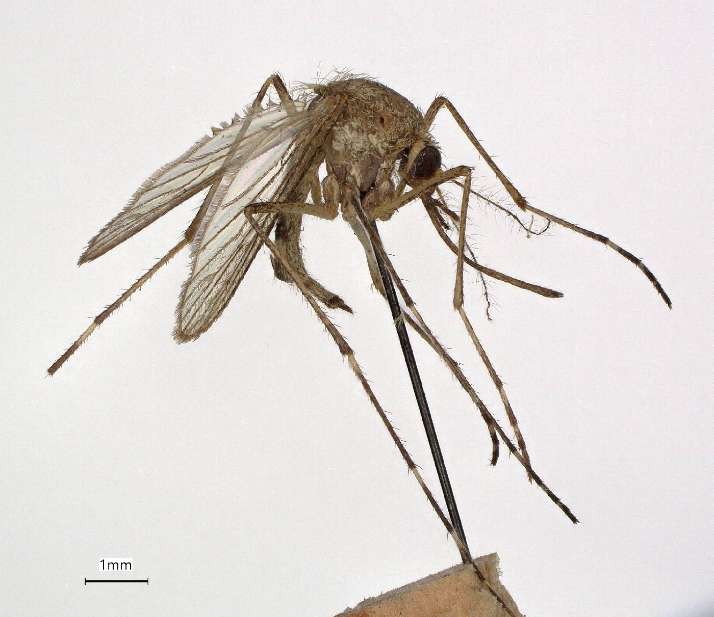 Aedes stimulans image