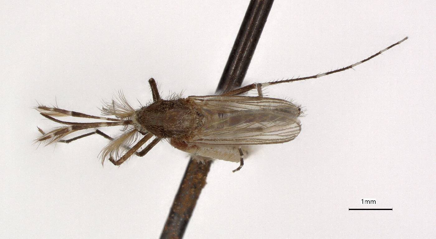 Aedes taeniorhynchus image
