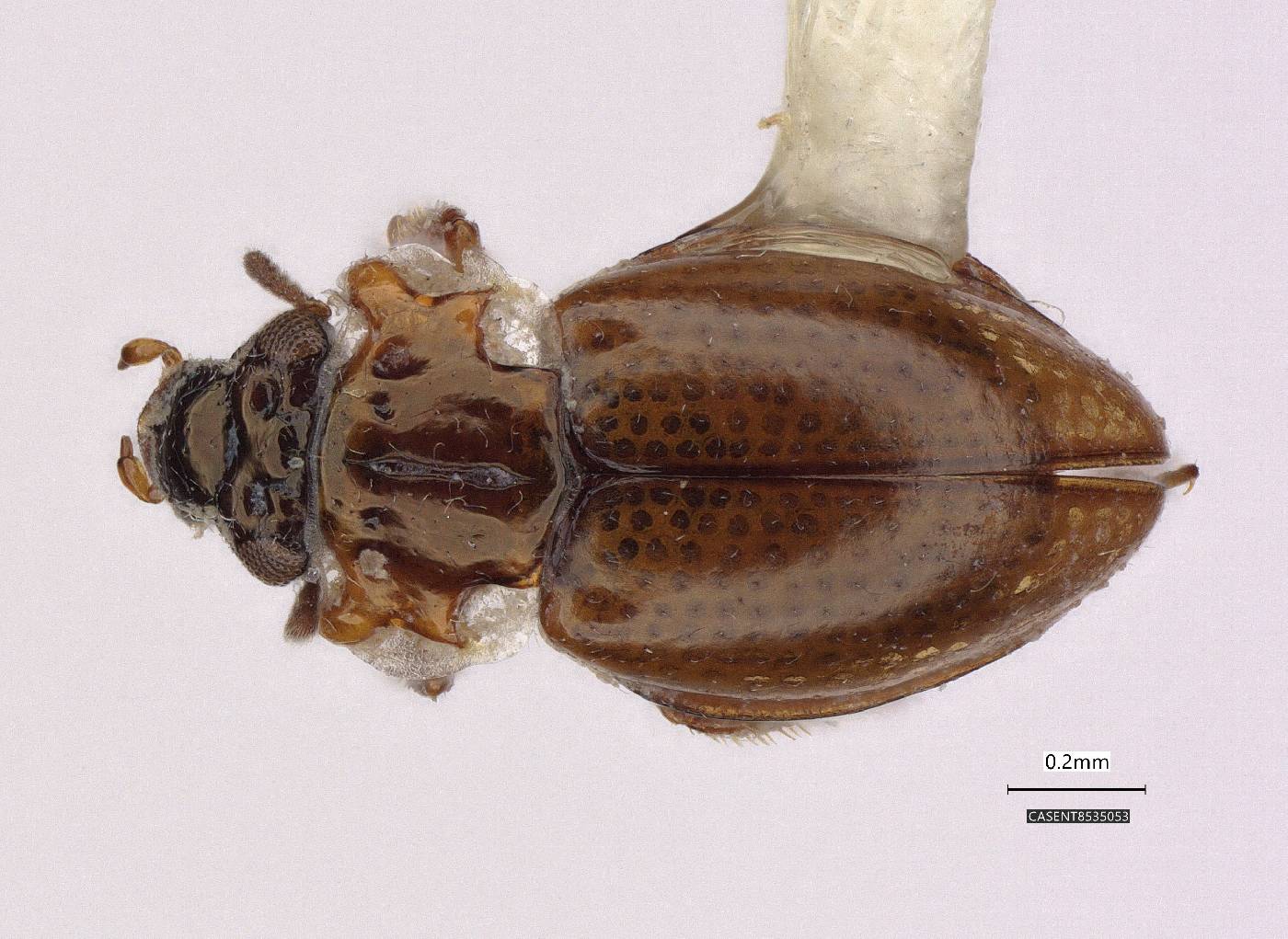 Gymnochthebius laevipennis image