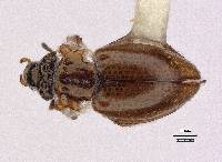 Gymnochthebius laevipennis image