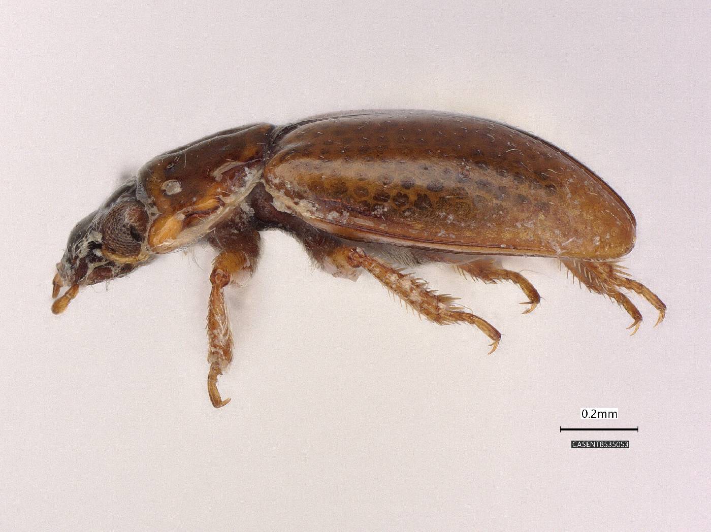 Gymnochthebius laevipennis image