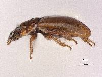 Gymnochthebius laevipennis image