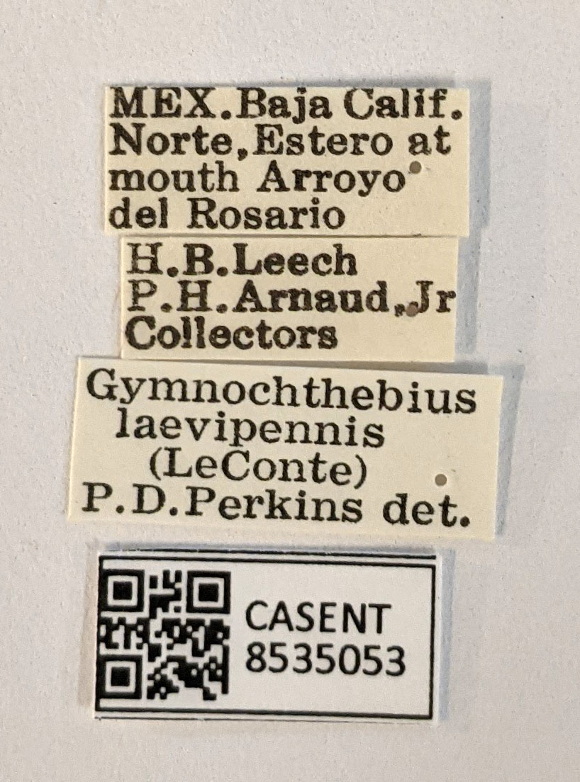 Gymnochthebius image