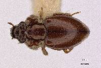 Gymnochthebius laevipennis image