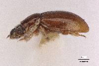 Gymnochthebius laevipennis image