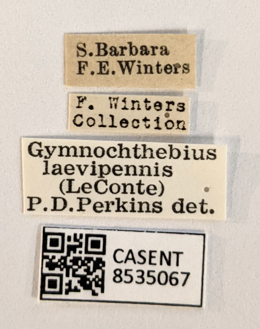 Gymnochthebius laevipennis image