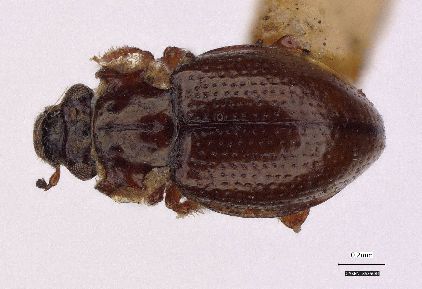 Gymnochthebius nitidus image