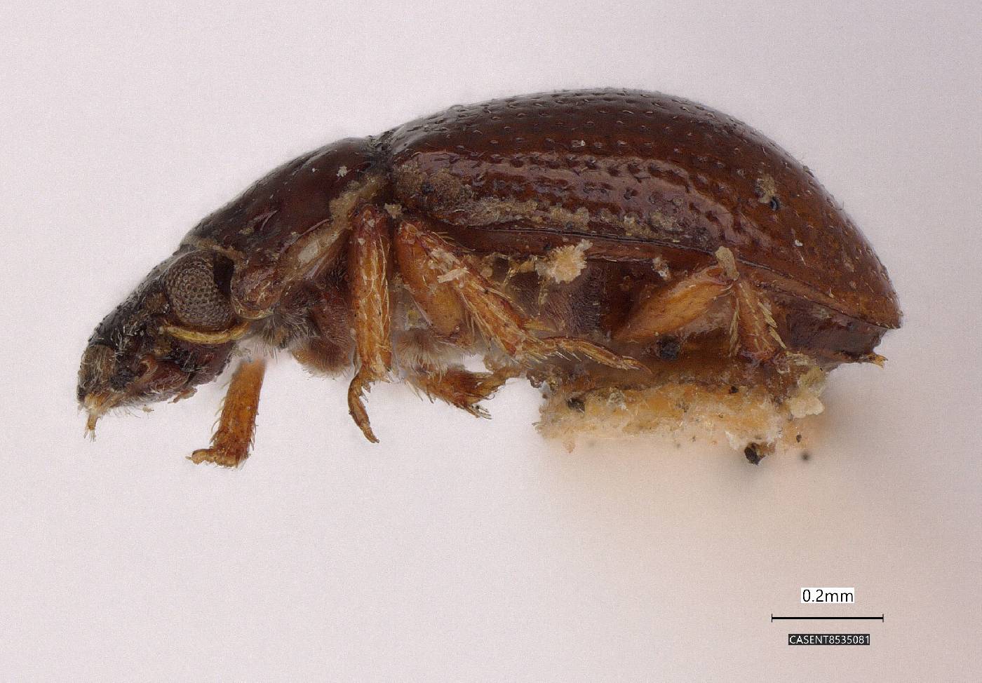 Gymnochthebius nitidus image