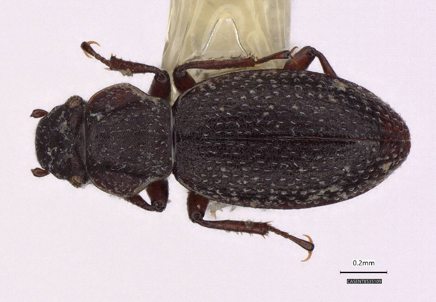 Neochthebius vandykei image