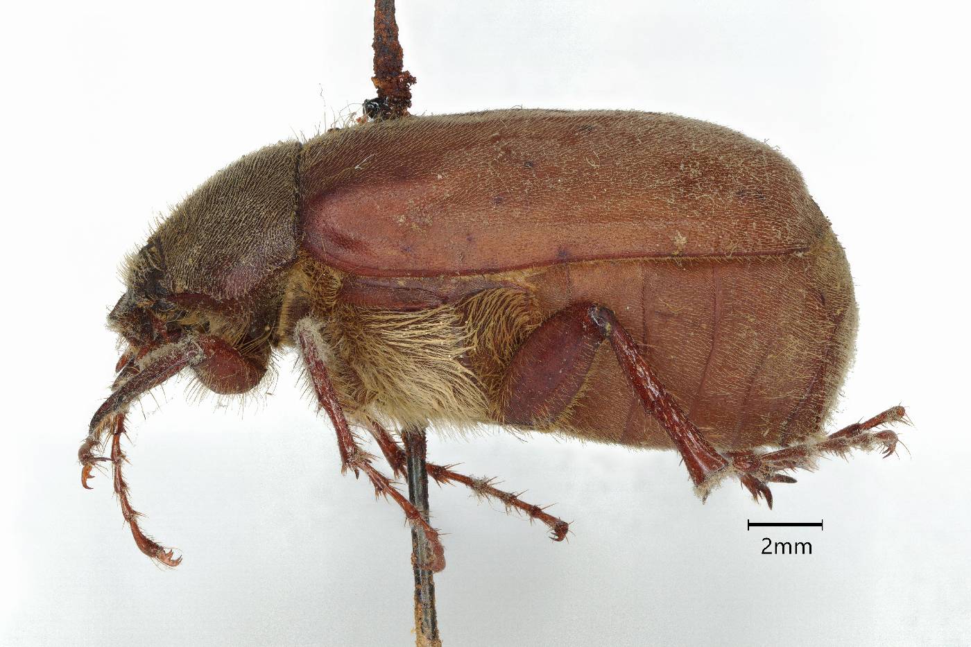 Phyllophaga setifera image